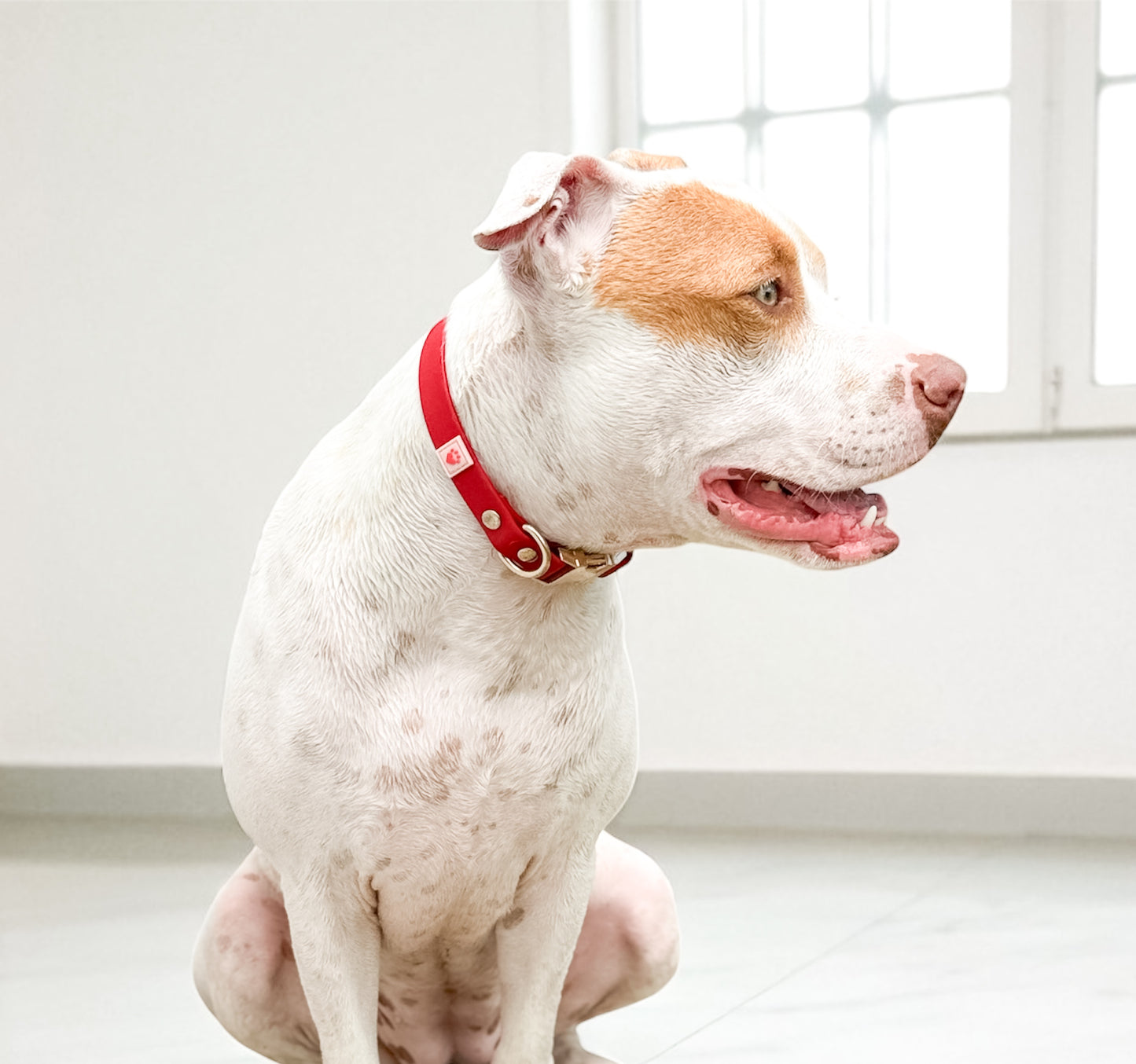 CRIMSON RED WATERPROOF COLLAR