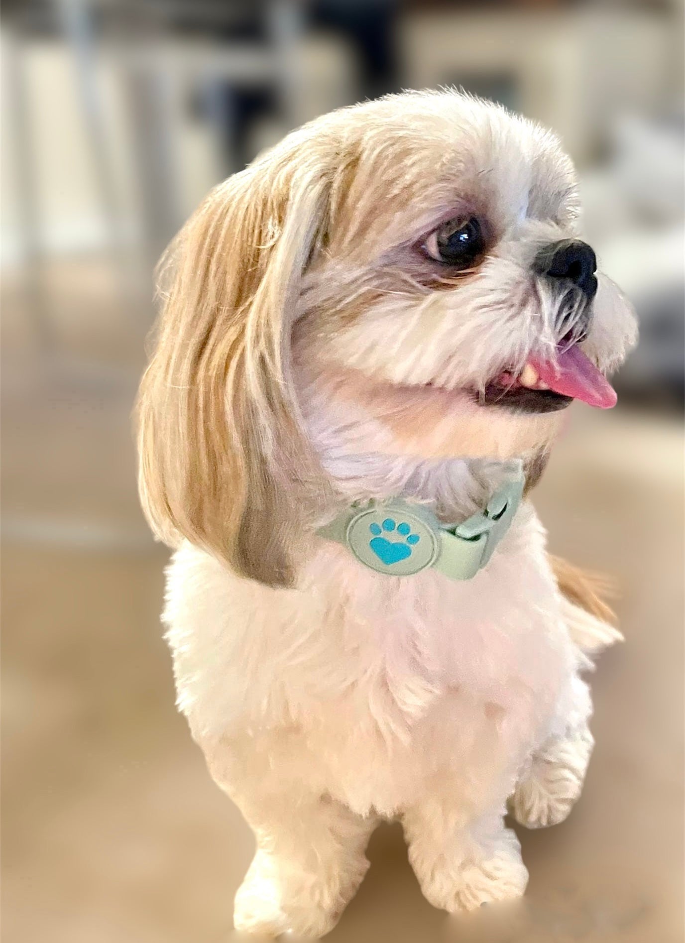 MINT GREEN WATERPROOF COLLAR