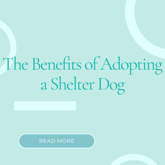 The Benefits of Adopting a Shelter Dog