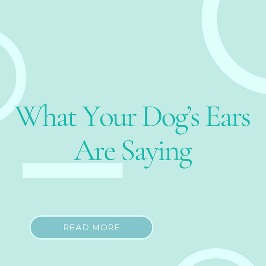 What Your Dog’s Ears Are Saying