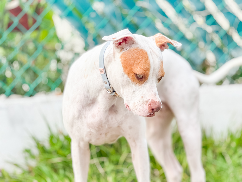 Serenity Blue waterproof collar with light gold hardware, thoughtfully selected to bring calm, beauty, and ease to every walk you share with your dog.
