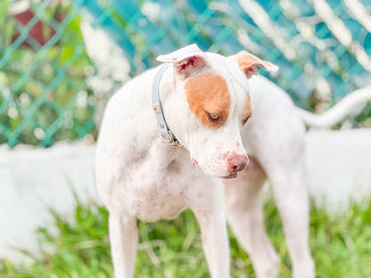 Serenity Blue waterproof collar with light gold hardware, thoughtfully selected to bring calm, beauty, and ease to every walk you share with your dog.